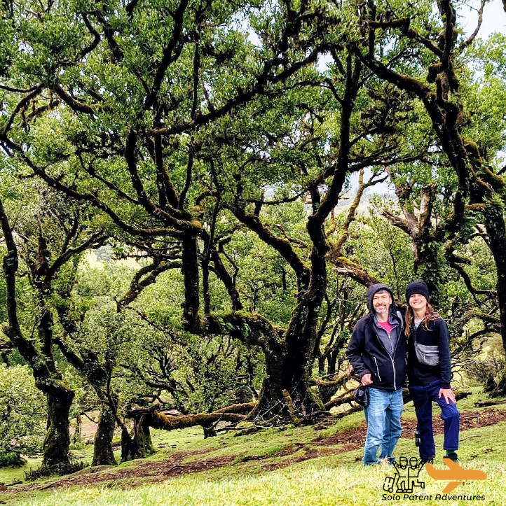 Fanal Forest, Madeira