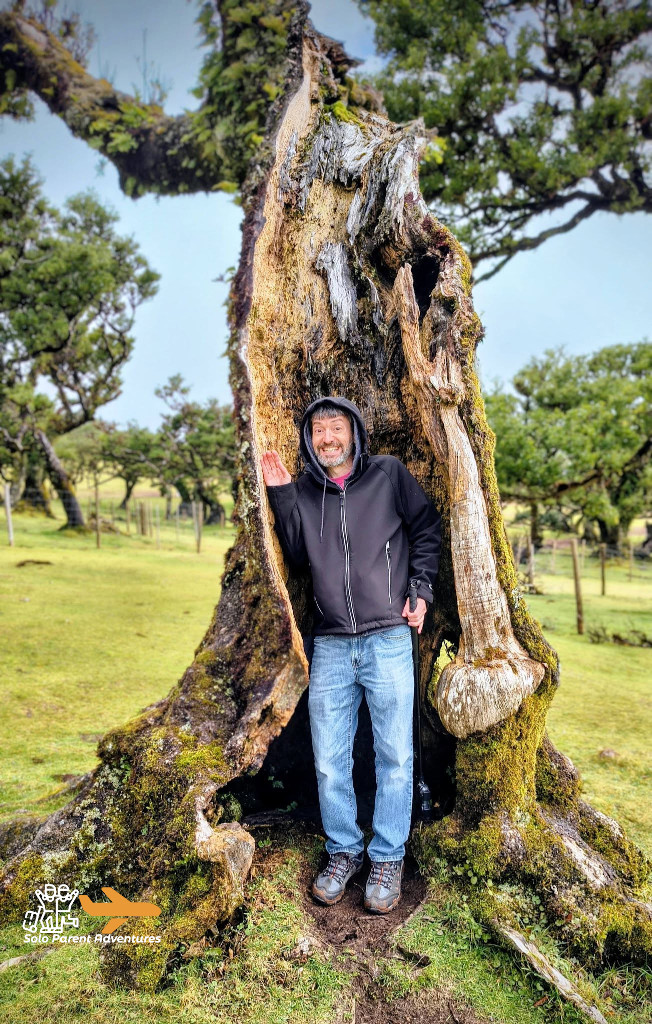 Fanal Forest, Madeira, Portugal
