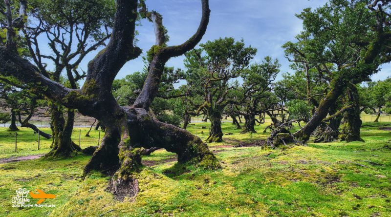 Fanal Forest, Madeira